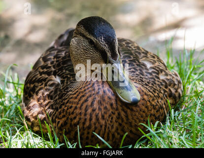 Close-up Fat weibliche Stockente vorne weist im Gras mit unscharfen Hintergrund sitzen. Stockfoto