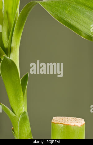 Vertikale Bambus Hintergrund Stockfoto