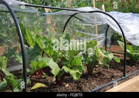 Gemüse wächst im heimischen Garten, im südlichen England, UK Stockfoto