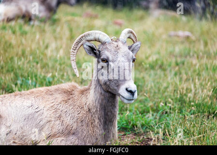 Detailansicht einer weiblichen Dickhornschaf, bekannt als ein Ewe Stockfoto