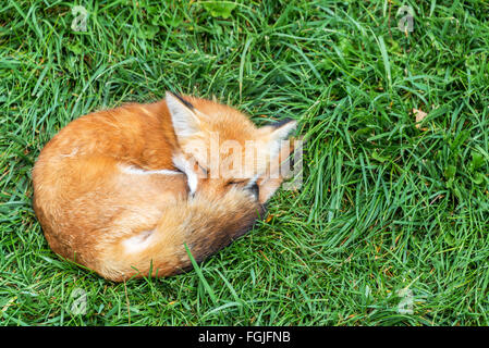 Fuchs, entspannen in einem Feld von grünem Rasen Stockfoto