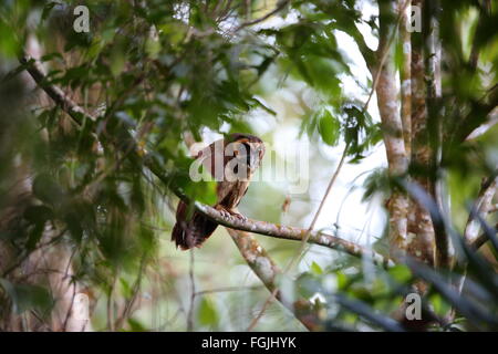 Braun Holz Eule (Strix Leptogrammica) in Thailand Stockfoto