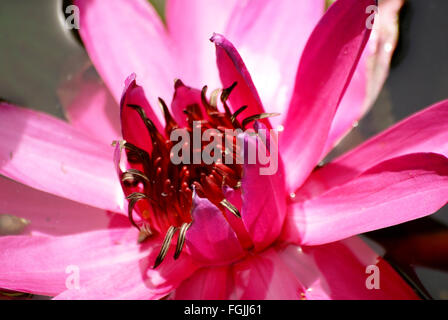 Nymphaea Pubescens, behaarte Seerose, Seerose, Seerosengewächse Wasserpflanze mit abgerundeten fein gezahnten Blättern, rosa Blume rosa Stockfoto