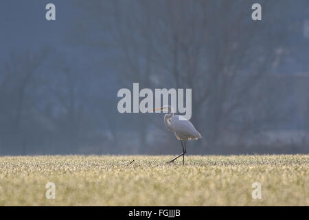 Silberreiher bei Sonnenaufgang in einem mattierten Feld und Bäume im Hintergrund umgeben von Morgennebel Stockfoto