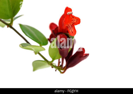 Roter Lippenstift Blume. Aeschynanthus Radicans. Isoliert auf weißem Hintergrund Stockfoto