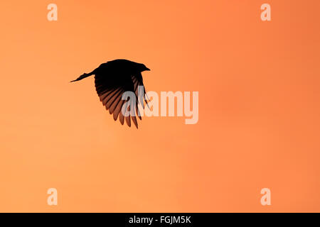 Silhouette von einem Forktailed-Drongo (Dicrurus Adsimilis) im Flug, Südafrika Stockfoto