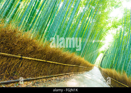 Morgensonne Spitzen durch hohe Bambusstämme Form Gott Strahlen auf einer leeren Gehweg Straße in Arashiyama Bambushain Wald in Stockfoto