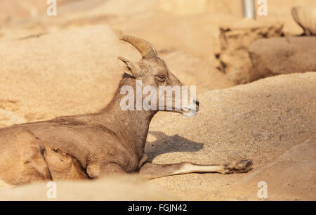 Wüste Bighorn Schafe, Ovis Canadensis in der Wüste in Kalifornien, Vereinigte Staaten und in Teilen von Mexiko in den Bergen. Stockfoto