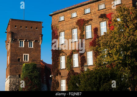 Herbst Efeu an der Wand des Gebäudes. Wawel Königsschloss. Polen. Krakau. Stockfoto