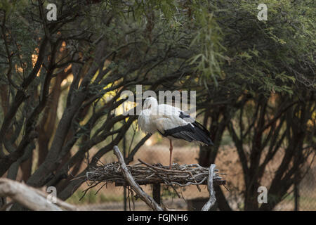 Europäische Weißstorch, Ciconia Ciconia, ist ein Vogel gefunden in Afrika und dem indischen Subkontinent. Stockfoto