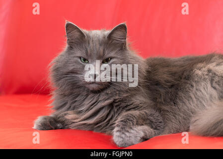 Norwegische Waldkatze blau, rotes Sofa, reinrassige Katze, Katze liegend Stockfoto