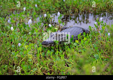 Paraquay Caiman, Pantanal, Mato Grosso, Brasilien, Südamerika / (Caiman Yacare) Stockfoto