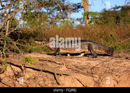 Paraquay Caiman, Pantanal, Mato Grosso, Brasilien, Südamerika / (Caiman Yacare) Stockfoto