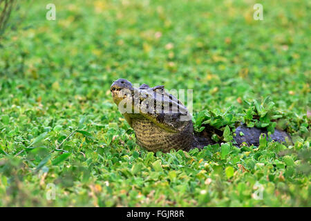 Paraquay Caiman, in Wasser Kopfsalat, (Bahnfahrer Stratiotes), Pantanal, Mato Grosso, Brasilien, Südamerika / (Caiman Yacare) Stockfoto