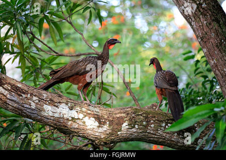 Chaco Chachalaca, paar auf Baum, Pantanal, Mato Grosso, Brasilien, Südamerika / (Ortalis Canicollis Pantanalensis) Stockfoto