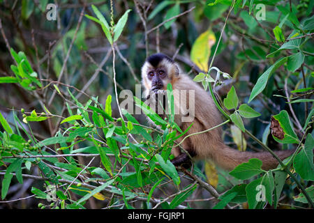 Brauner Kapuziner getuftet Kapuziner schwarz-capped Kapuziner Halbwüchsige auf Baum Fütterung Pantanal Mato Grosso Brasilien Südamerika / Stockfoto