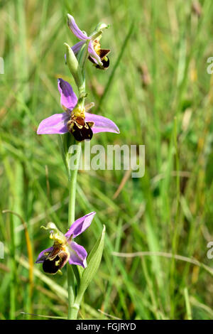 Biene Orchidee (Ophrys Apifera). Eine Orchidee blüht in einer britischen Wiese, in der Familie Orchidaceae Stockfoto