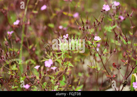 Kraut, Robert (Geranium Robertianum). Ein Patch von Geraniaceae mit rosa Blüten mit roten Stielen Stockfoto