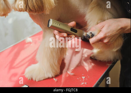 Reinrassige American Cocker Spaniel Hund Fellpflege. Nahaufnahme der Pfote von Frau Hundefriseur trimmen. Der Hund steht auf einem roten Tisch. Stockfoto