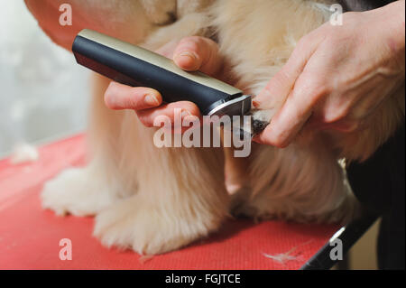 Reinrassige American Cocker Spaniel Hund Fellpflege. Nahaufnahme der Pfote von Frau Hundefriseur trimmen. Der Hund steht auf einem roten Tisch. Stockfoto