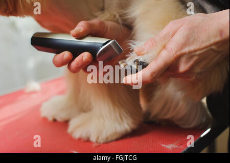 Reinrassige American Cocker Spaniel Hund Fellpflege. Nahaufnahme der Pfote von Frau Hundefriseur trimmen. Der Hund steht auf einem roten Tisch. Stockfoto