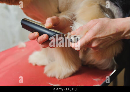 Reinrassige American Cocker Spaniel Hund Fellpflege. Nahaufnahme der Pfote von Frau Hundefriseur trimmen. Der Hund steht auf einem roten Tisch. Stockfoto
