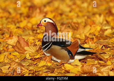 Mandarinente, die auf Herbstblättern steht Stockfoto