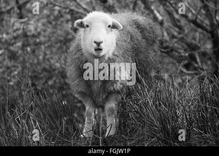 Überrascht Stockfoto