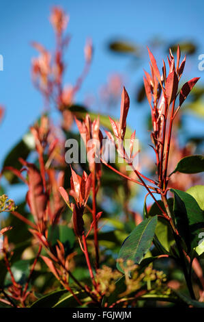 Photinia Fraseri Red Robin Stockfoto