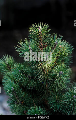 Pinus Mugo Mops Tannenbäumen Stockfoto