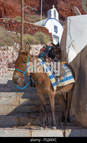 Santorini - der Esel im Amoudi Hafen unter Oia Stockfoto