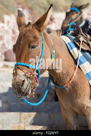 Santorini - der Esel im Amoudi Hafen unter Oia Stockfoto