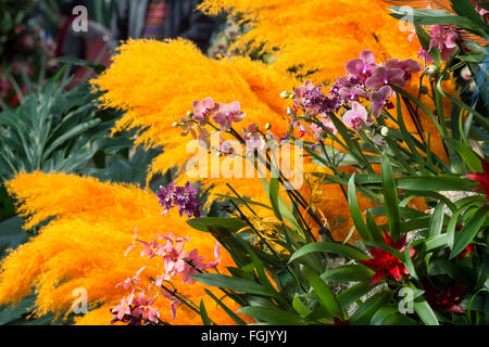 Orchid Festival Display in The Princes of Wales Conservatory in botanischen Gärten von Kew. London, UK Stockfoto