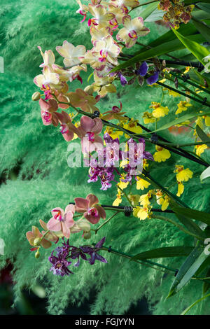 Orchid Festival Display in The Princes of Wales Conservatory in botanischen Gärten von Kew. London, UK Stockfoto