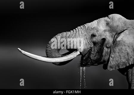 Elefantenbullen mit großen Stoßzähnen Trinkwasser. Close-up Portrait mit Seitenansicht im Addo National Park Stockfoto