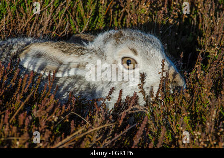 Berg Hase Lepus Timidus hocken in Heide Stockfoto