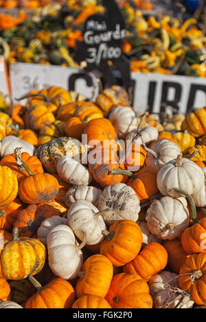 Mini-Kürbisse sind für die Halloween-Saison in einem Bauern Waggon gestapelt. verschiedene Squash und Kürbisse sind in den Rücken Stockfoto