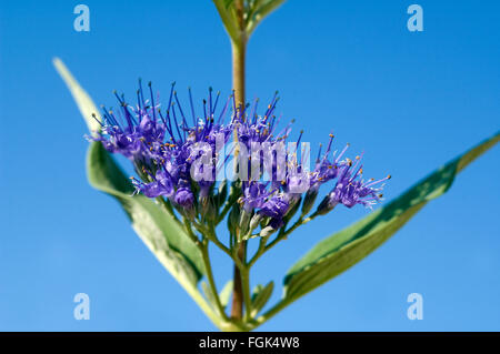 Bartblume, Caryopteris x clandonensis Stockfoto