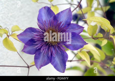 Clematis; Der Präsident Stockfoto