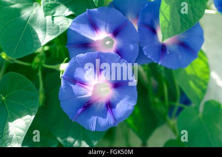 Trichterwinde Ipomoea purpurea Stockfoto