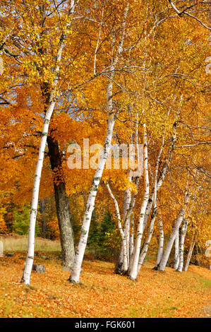 Autumn trees Stockfoto