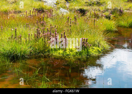 Blumen und Teich am Plamort Hügel festmachen an der Grenze zwischen Österreich und Italien Stockfoto