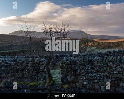 Landschaft des Ingleborough gesehen über Trockenmauer mit Baum in Spalt Stockfoto