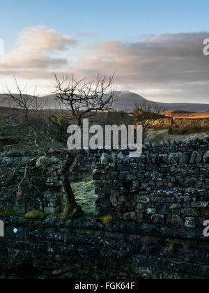 Landschaft, im Hochformat von Ingleborough über Trockenmauer mit Baum in Lücke gesehen Stockfoto