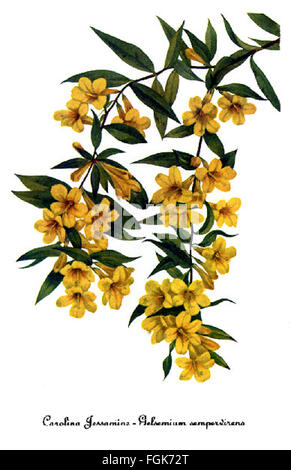 Gelsemium Sempervirens, von Mary Vaux Walcott Stockfoto