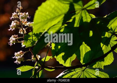 Rosskastanie (Aesculus Hippocastanum). Hinterleuchtete Blume dieses Baumes in der Familie Sapindaceae, Hintergrundbeleuchtung von der Sonne Stockfoto