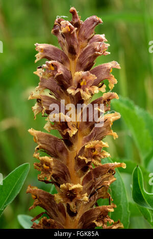 Flockenblume Roman (Orobanche Elatior). Braune Blume dieser parasitären Pflanze in der Familie Orobanchaceae Stockfoto