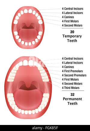 Temporäre Zähne - Zähne - Anzahl der Milchzähne und Erwachsenenzähne. Abbildung auf weißem Hintergrund. Stockfoto