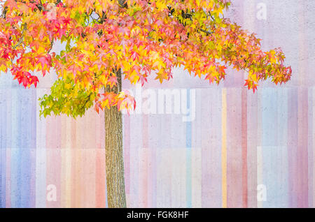Baum Herbst Blätter vor Pastell farbigen Wand Stockfoto