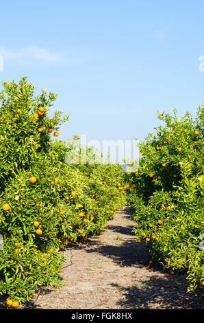 Reifer Orangen wachsen an den Bäumen in einem Feld in der Sonne Spaniens Stockfoto